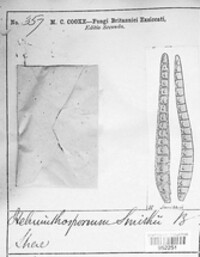 Corynespora smithii image